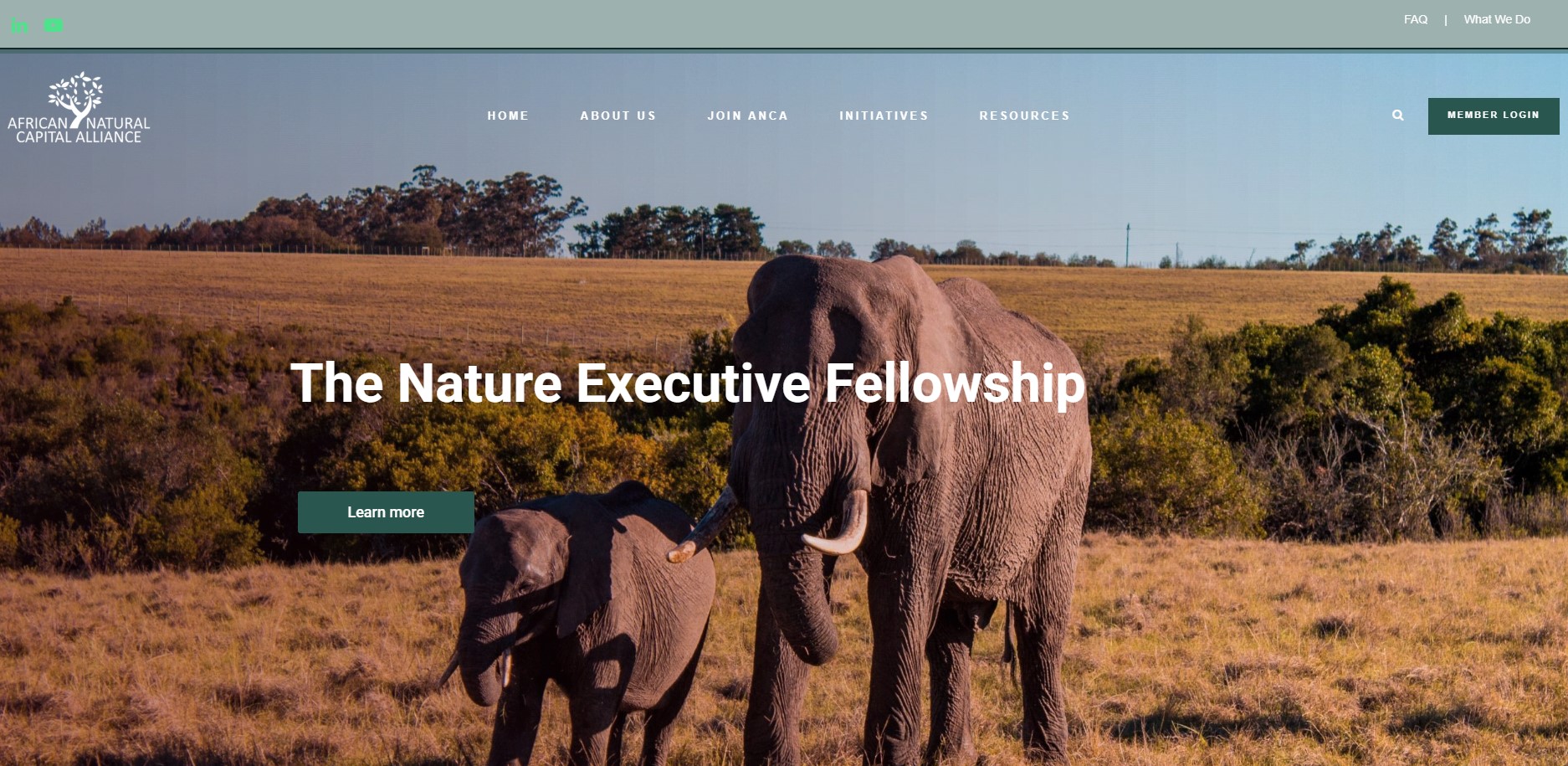 Nature Executive Fellowship 2026/2027