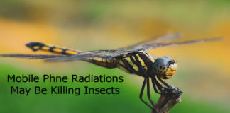 German Study Shows That Mobile Phone Radiations May Be Killing Insects