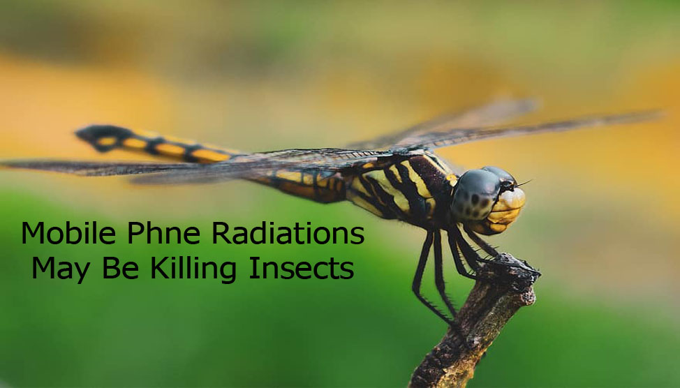 German Study Shows That Mobile Phone Radiations May Be Killing Insects