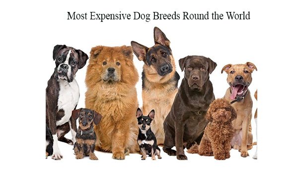 Most Expensive Dog Breeds Round the World