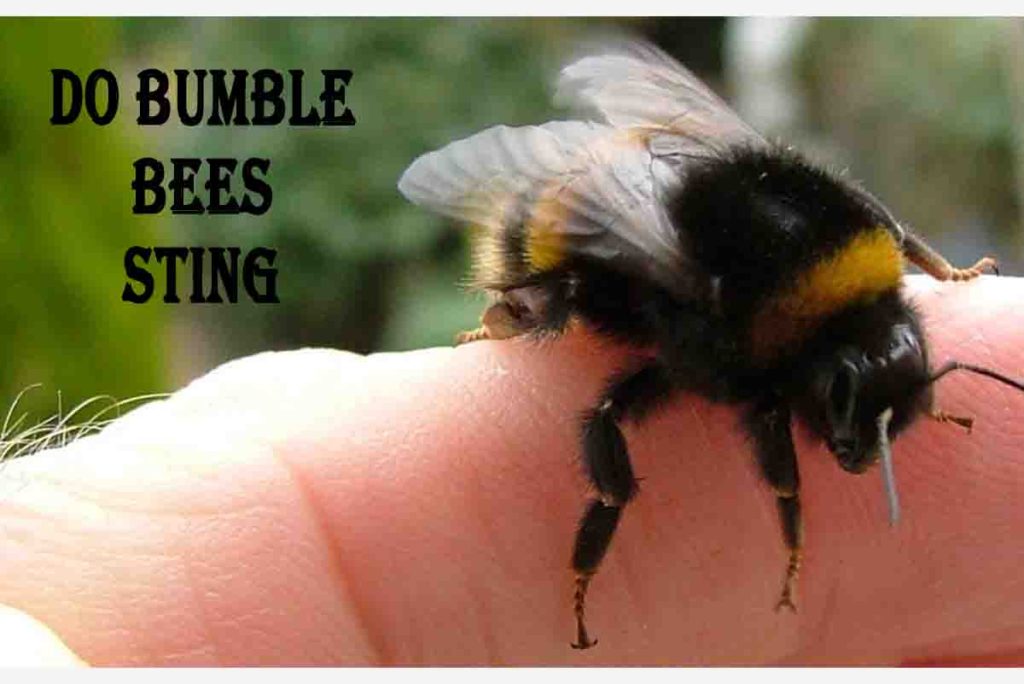 Do Bumble Bees Sting
