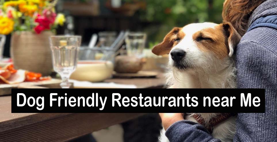 Dog Friendly Restaurants near Me
