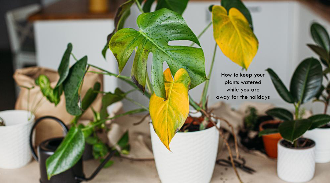 How to keep your plants watered while you are away for the holidays