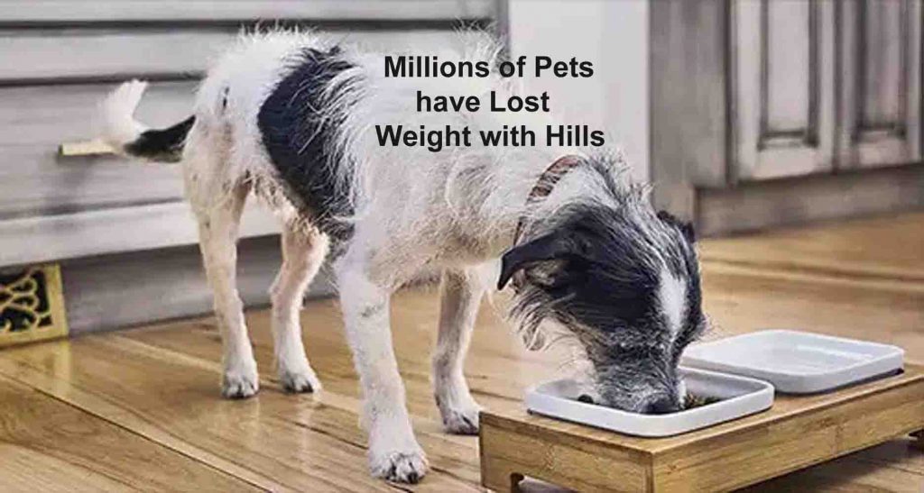 Millions of Pets have Lost Weight with Hills