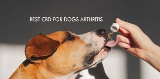 Best CBD for Dogs Arthritis