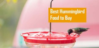Best Hummingbird Food to Buy