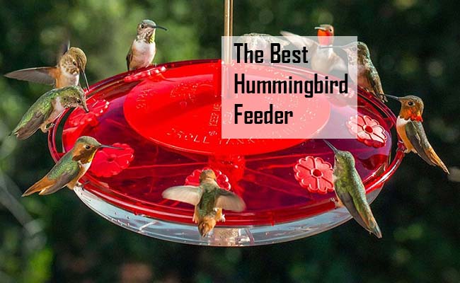 The Best Hummingbird Feeder