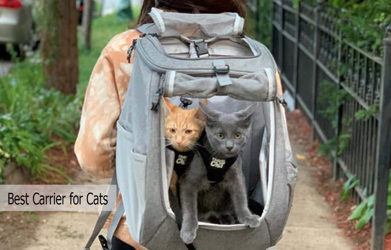 Best Carrier for Cats