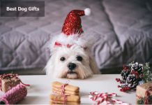 Best Dog Gifts