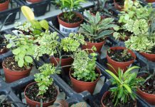 Best Indoor Plant Pots