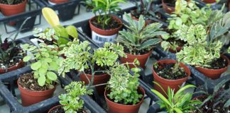 Best Indoor Plant Pots