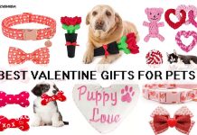 Best Valentine Gifts for Pets