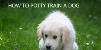 How to Potty Train a Dog