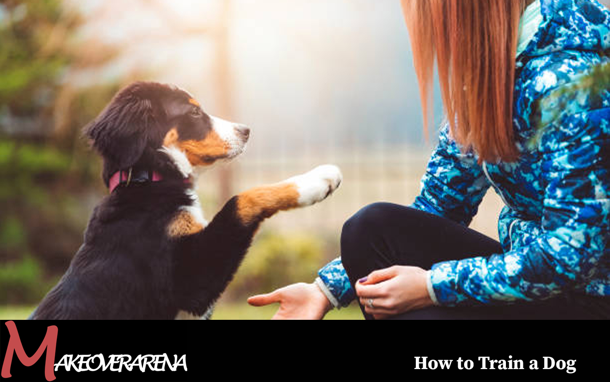 How to Train a Dog 