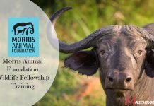 Morris Animal Foundation Wildlife Fellowship Training